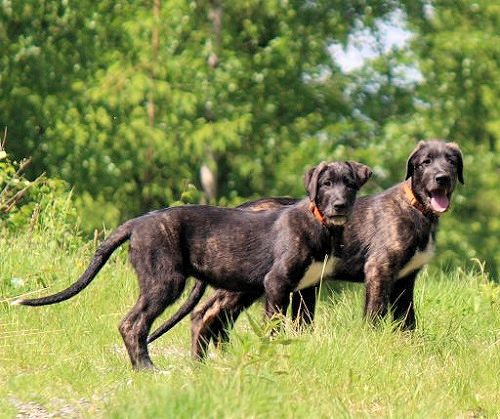 Nordic wolfhound sales