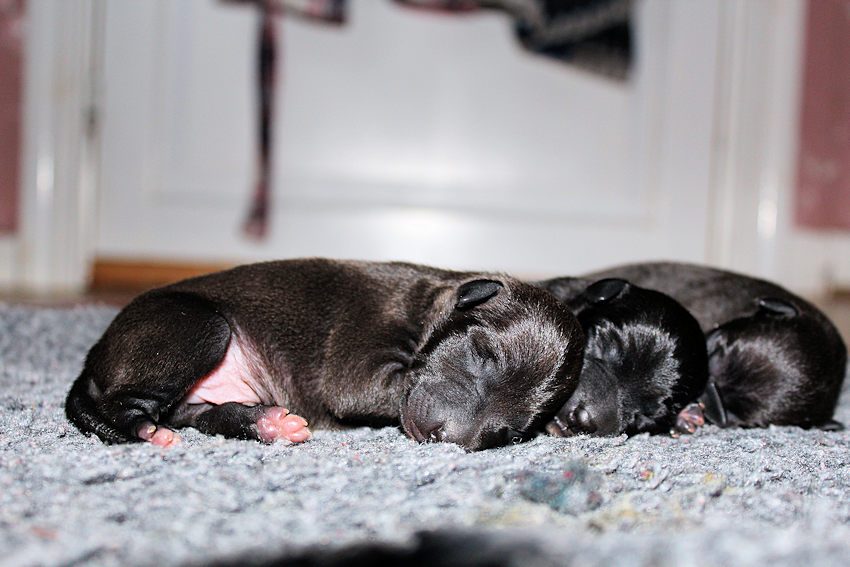 Denna bild har ett alt-attribut som är tomt. Dess filnamn är IMG_3859-850x567.jpg